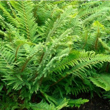 Polystichum setiferum proliferum Plumosum Densum - Mossy Soft Shield Fern