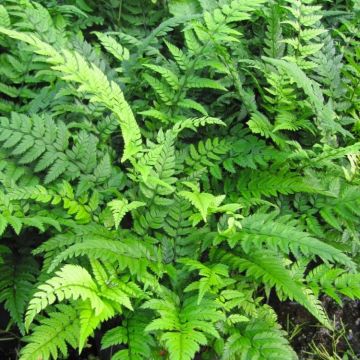 Polystichum tsus-simense - Young Korean Rock Fern