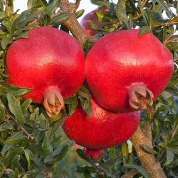 LARGE  Hardy 1.6-1.8m Pomegranate Tree - Punica granatum 'Valencia' Specimen - Grow your own Juicy Superfruits!