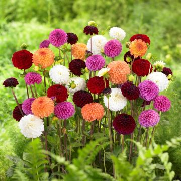 Dahlia Pompon Mix - Pack of THREE