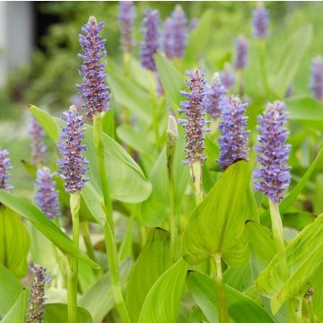 Pontederia cordata - Pickerel weed