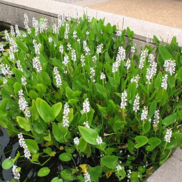 Pontederia cordata 'Alba'