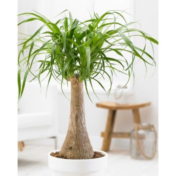 Beaucarnea recurvata - Pony Tail Palm in White Display Pot