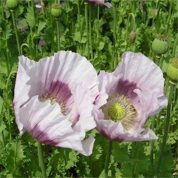 Poppy Plant 'Maanzaad' - Papaver somniferum