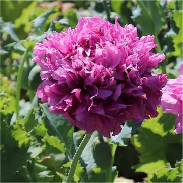 Poppy Plant 'Purple Peony' - Papaver somniferum var. paeoniiflorum - Peony Flowered Poppy