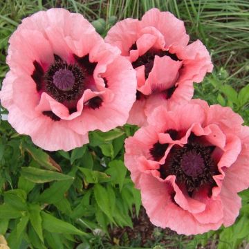 Papaver orientale 'Victoria Louise' - Oriental Poppy