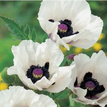 Papaver orientale 'Royal Wedding' - White Oriental Poppy