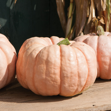 Pumpkin Plant Porcelain Doll 