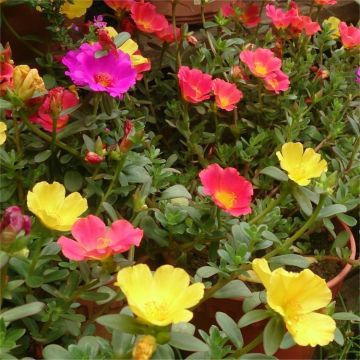 Extra Large Flowering Portulaca Succulent Plant