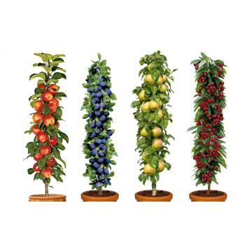 PRE-ORDER: Four Pot Grown Dwarf Patio PILLAR Fruit Trees Mini Orchard