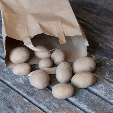 Premiere - First Early Seed Potatoes - Pack of 10