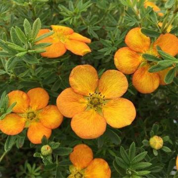 Potentilla fruticosa ''Bella Sol''  - Shrubby Cinquefoil