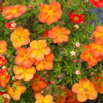 Potentilla Hopleys Orange