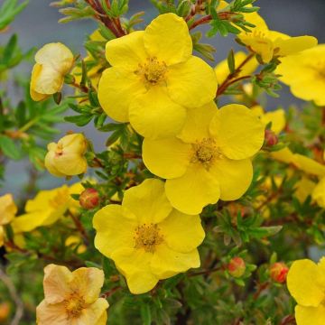 SPECIAL DEAL - Potentilla fruiticosa Kobold - Shrubby Cinqfoil