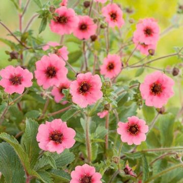 Potentilla napalensis Miss Willmott