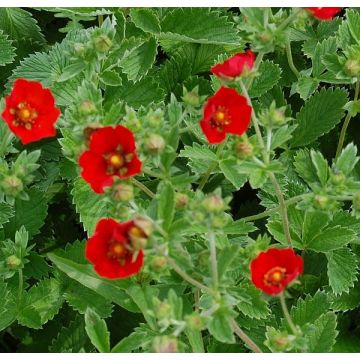 Potentilla atrosanguinea Scarlet Starlit