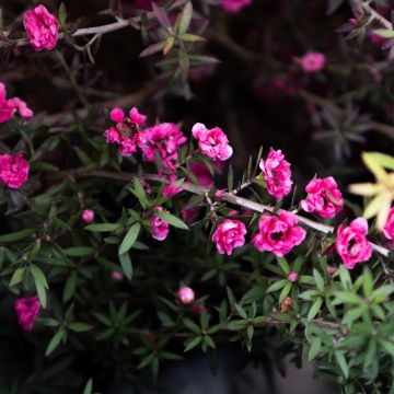 Potentilla fruticosa Katherine Dykes