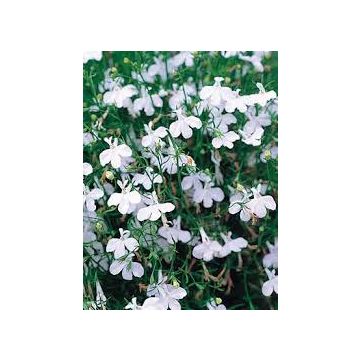 Lobelia White