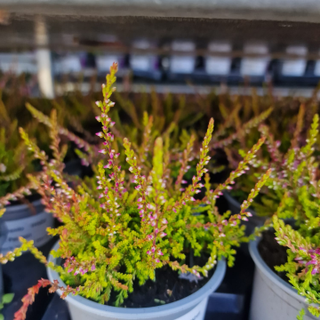 Heather Plant - Calluna 'Bonita'