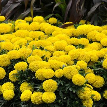 African Marigold - Discovery Yellow
