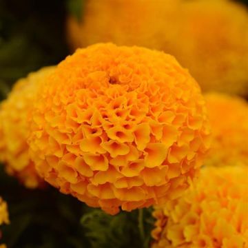 African Marigold - Taishan Orange