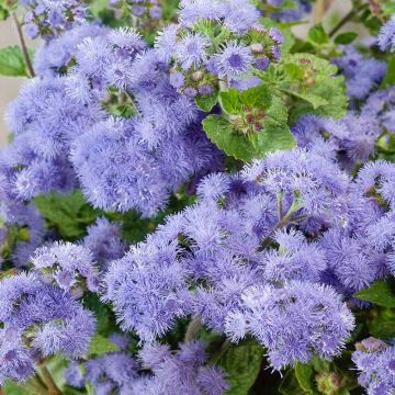 Ageratum Bermuda Blue