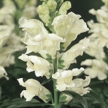 Snapdragon - Antirrhinum Liberty White