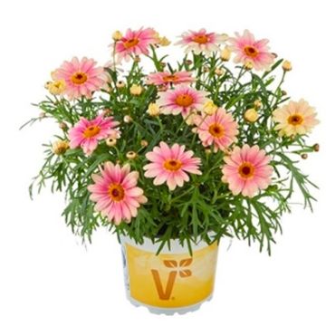 Marguerite - Argyranthmum Peach Eye