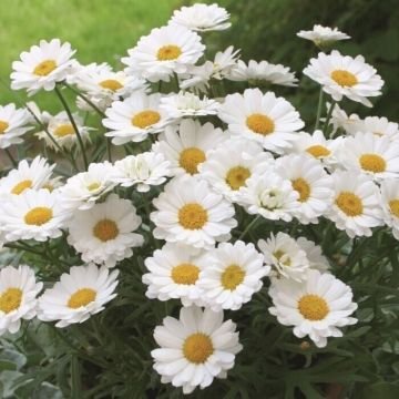 Maguerite - Argyranthemum Madeira Milk