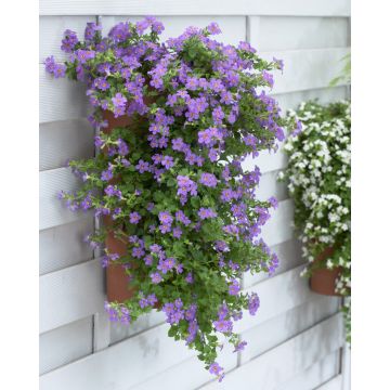 Bacopa BLUE - Trailing Basket & Container Plant