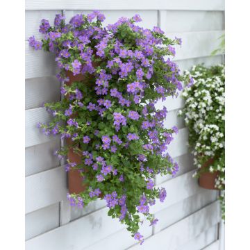 Bacopa Blue - Trailing Basket & Container Plant