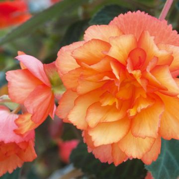 Begonia Illumination Golden Picotee