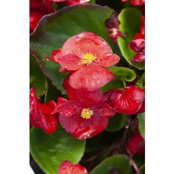Begonia semperflorens Red