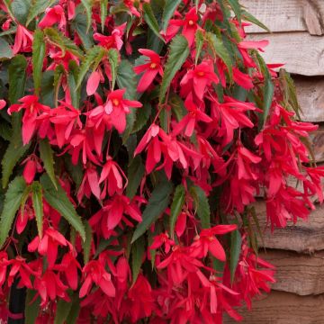 Begonia Starshine Rose - Basket and Patio Plant