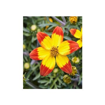 Bidens Daisy - Bicolour Red & Gold