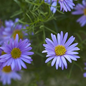 Brachyscome Fern Leaf Blue Daisy