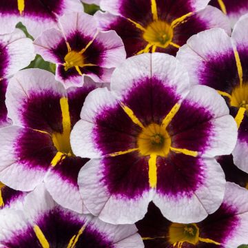 Calibrachoa Mini Petunia - Bordeaux Star