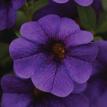 Calibrachoa Mini Petunia - Deep Blue