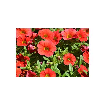 Calibrachoa Mini Petunia - Scarlet