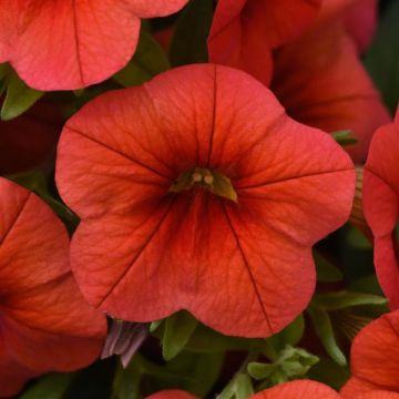 Calibrachoa Mini Petunia - Scarlet
