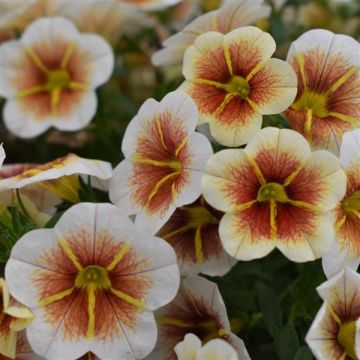 Calibrachoa Mini Petunia - Cappuccino