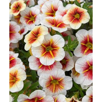 Calibrachoa Mini Petunia - Cappuccino