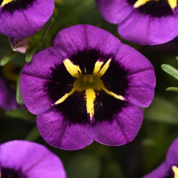 Calibrachoa Mini Petunia - Goodnight Kiss