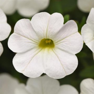 Calibrachoa Mini Petunia - Cabaret White