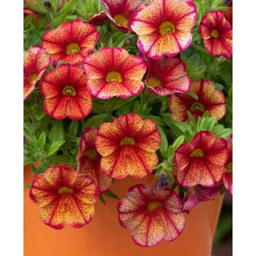 Calibrachoa Mini Petunia - Can Can