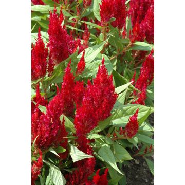 Celosia First Flame Red