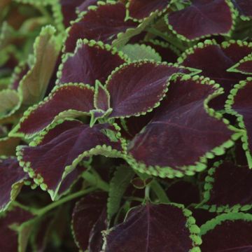 Coleus Chocolate Mint - Fantastic Foliage