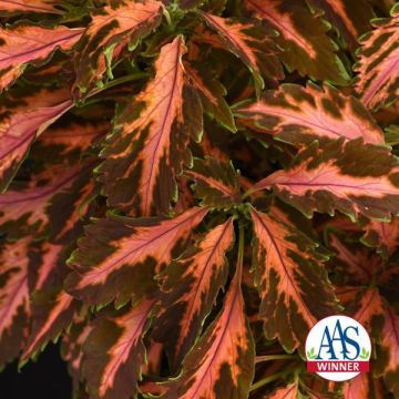 Coleus Coral Candy - Fantastic Foliage