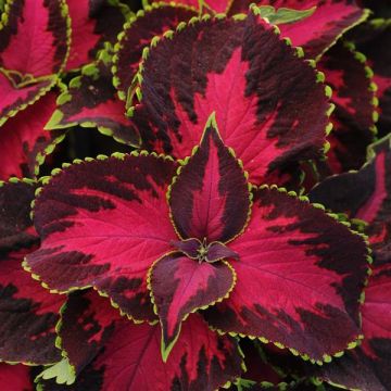 Coleus Kong Chocolate Cherry - Fantastic Foliage