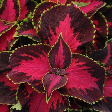 Coleus Kong Chocolate Cherry - Fantastic Foliage